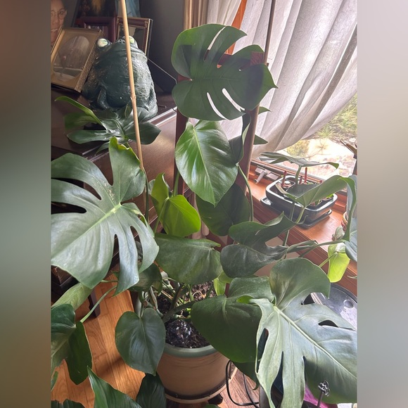 COPY - Monstera three leaves cuttings well rooted - Picture 2 of 6